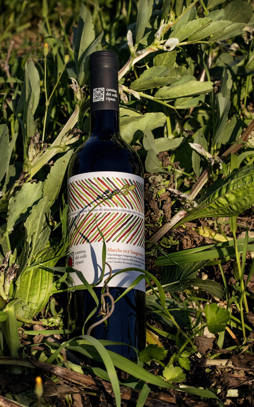 Sangiovese IGT Organic - Cantina dei Colli Ripani